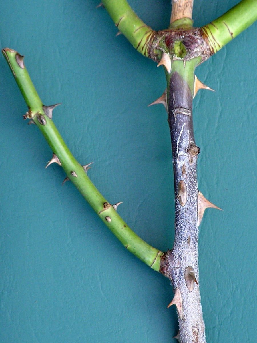 Phomopsis canker of rose 9777580736 58bc01b689 o