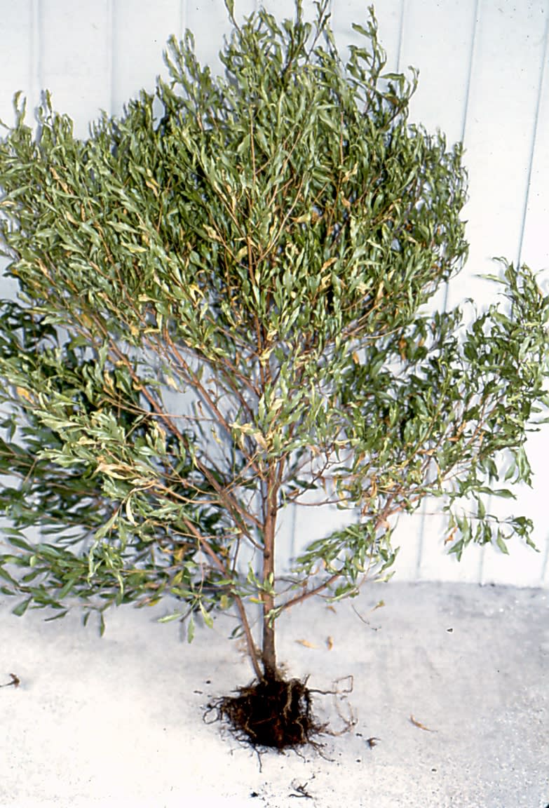 Aaili-root-rot-phytophthora