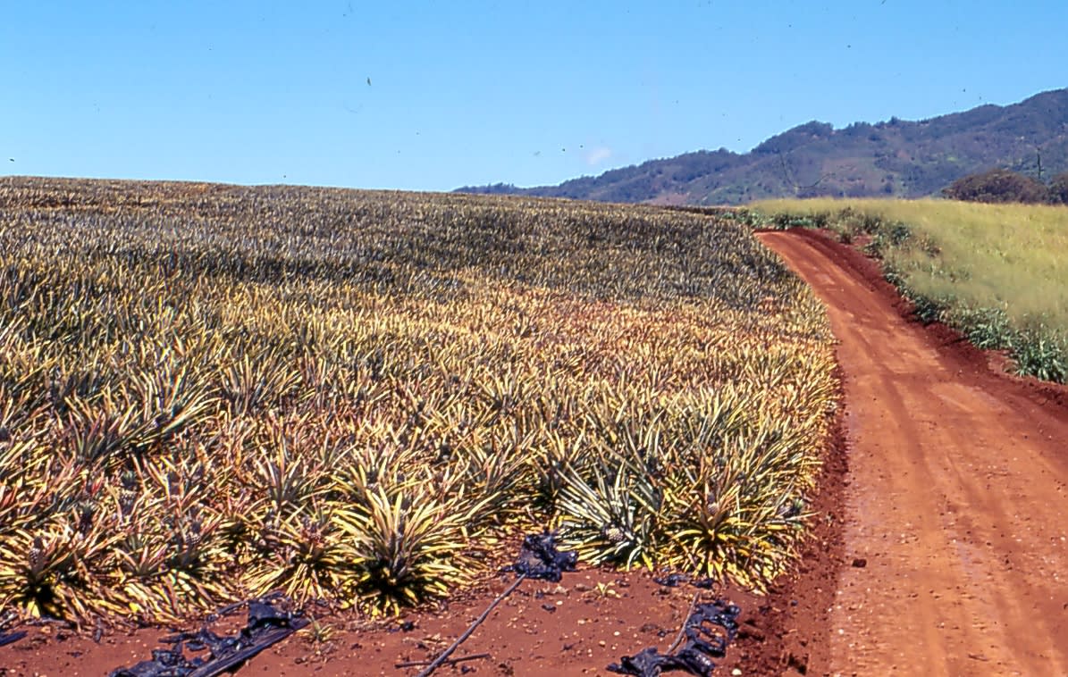 Pineapple root rot Phytophthora cinnamomi