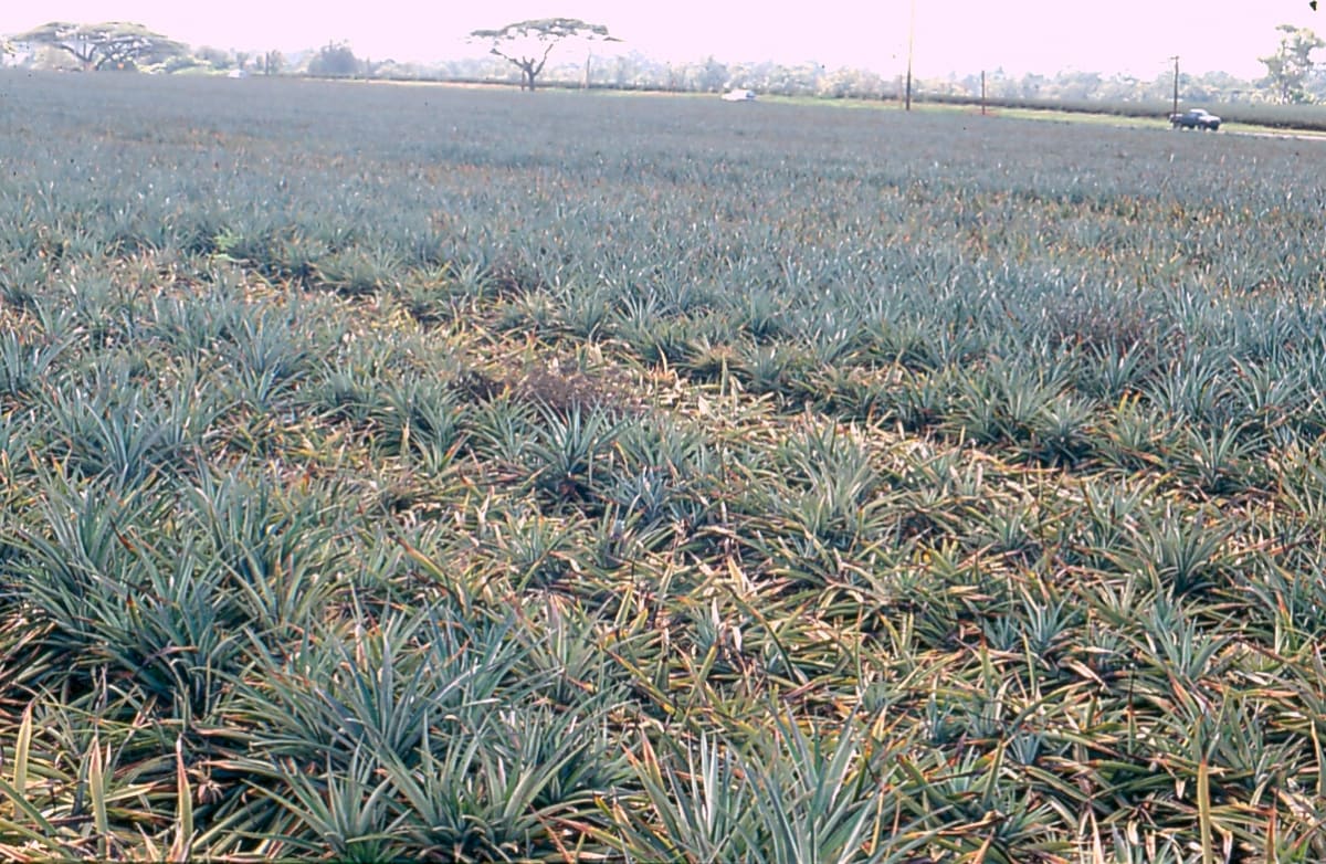 Pineapple root rot Phytophthora cinnamomi2
