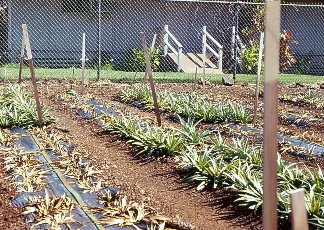 Pineapple root rot phytophthora cinnamomi