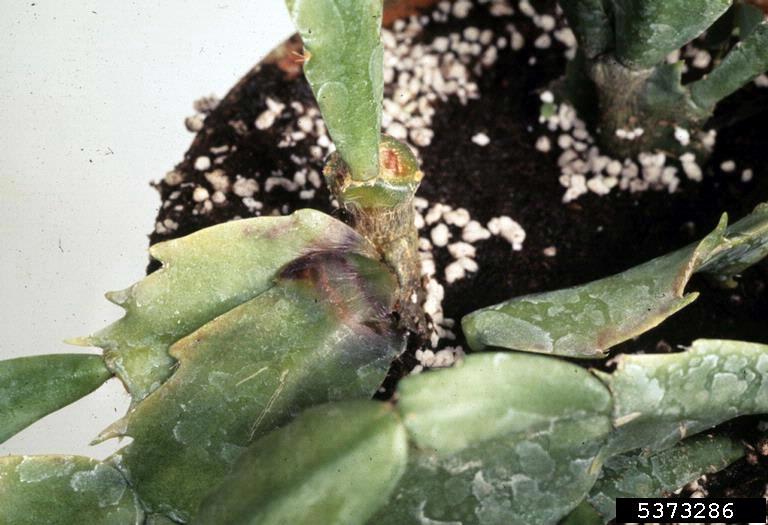 Phytophthora sp