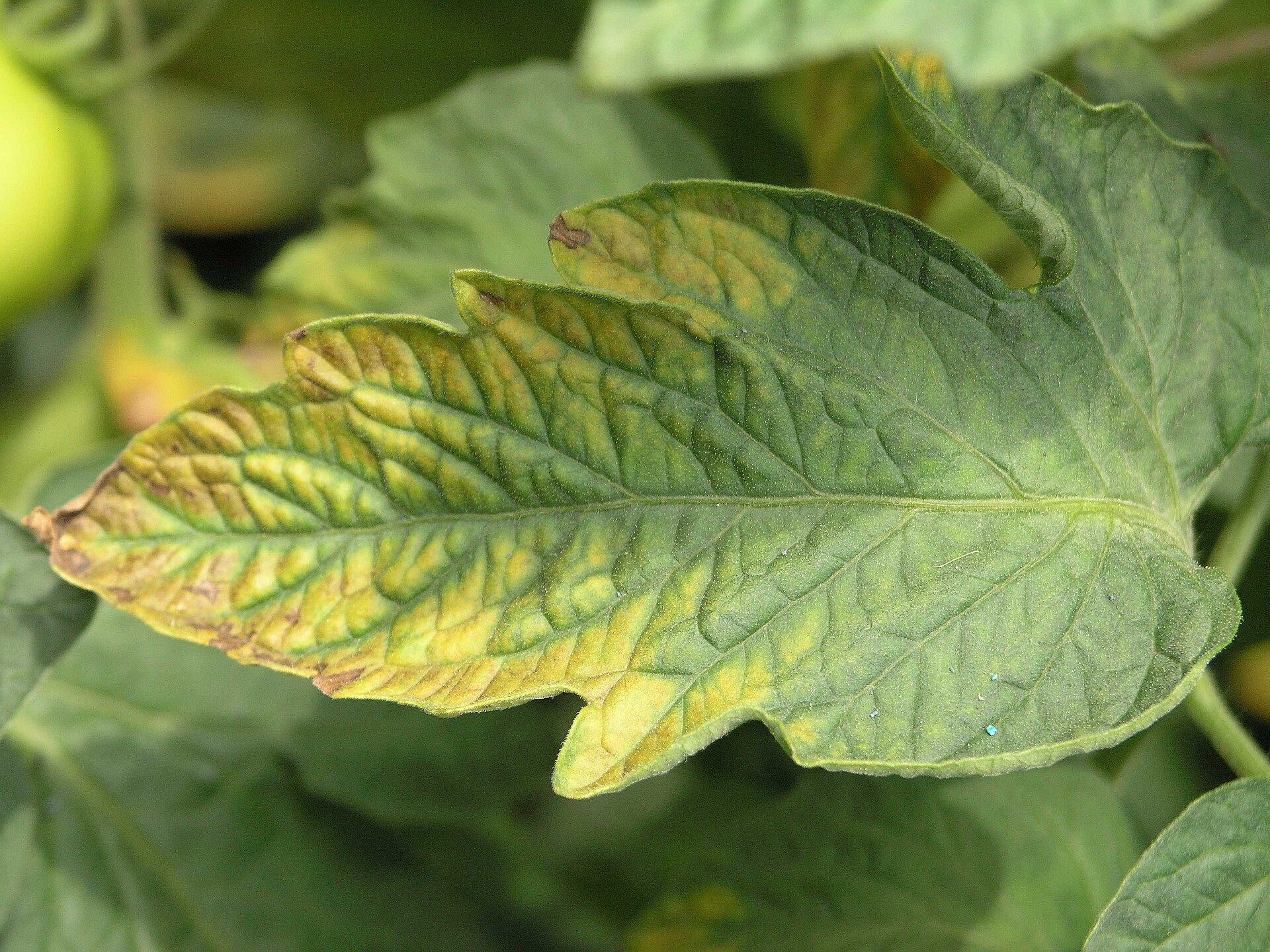 Tomate Blatt Kalimangel