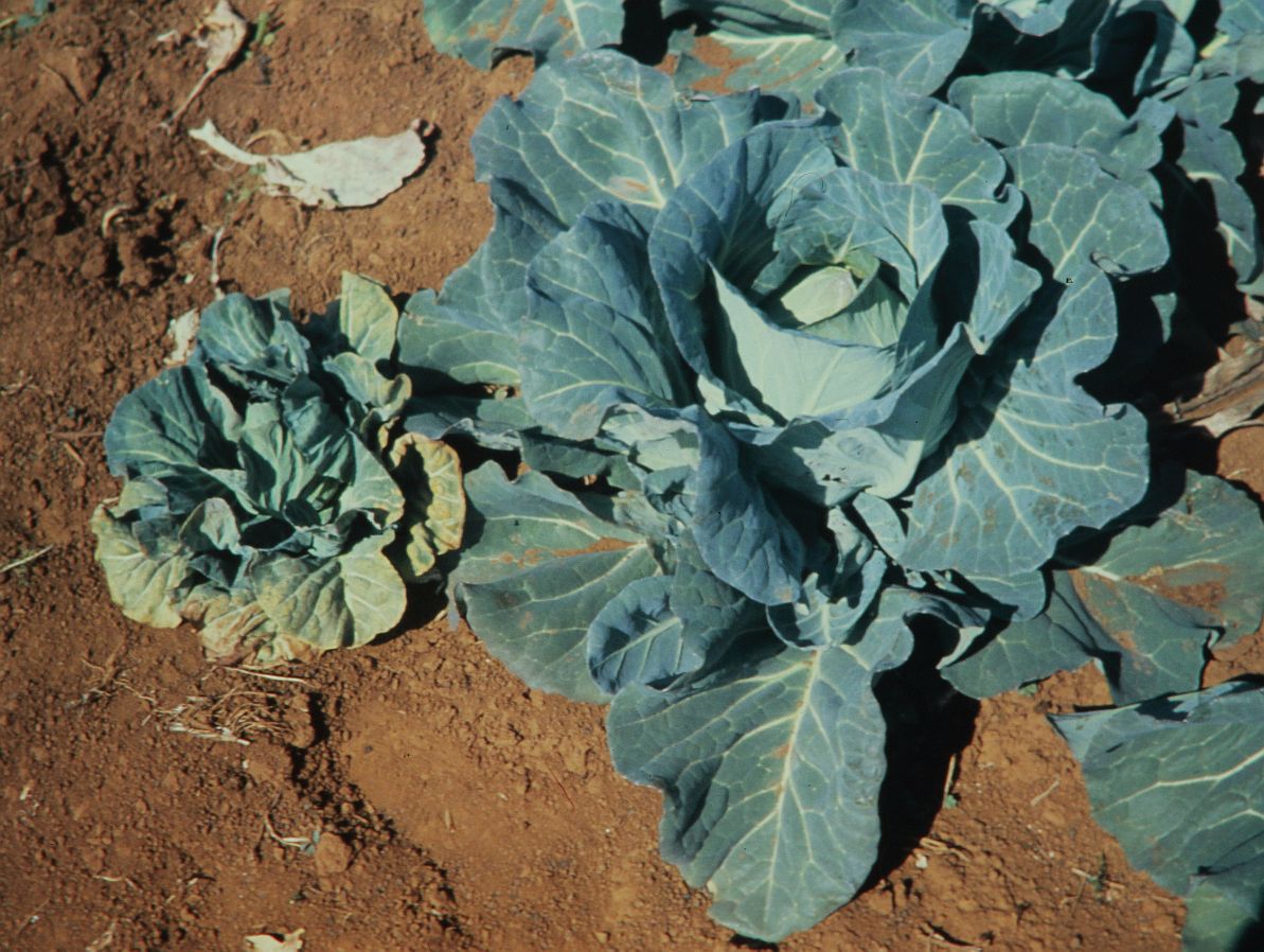 K deficient cabbage 2017 05 10 6894