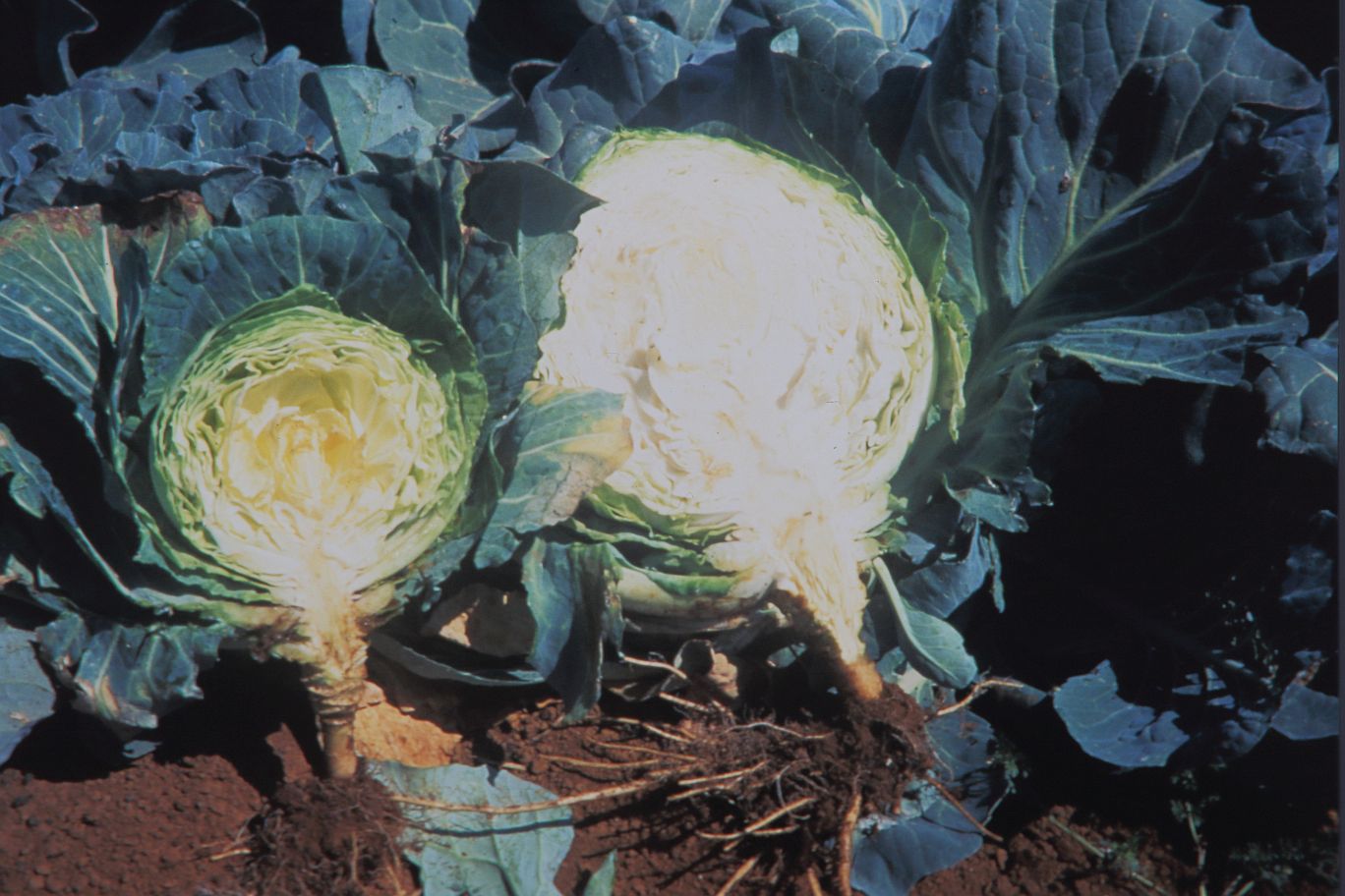 K deficient cabbage 2017 05 10 6899