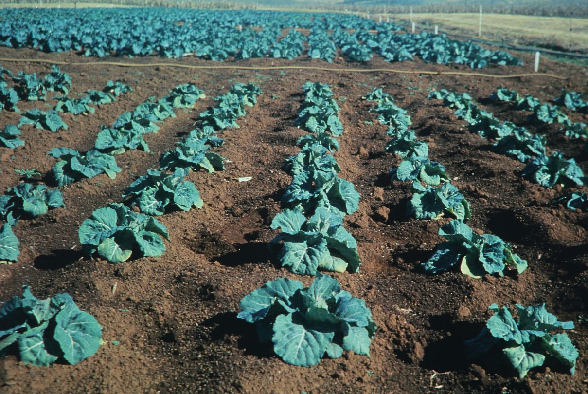 K deficient cabbage 2017 05 10 6885