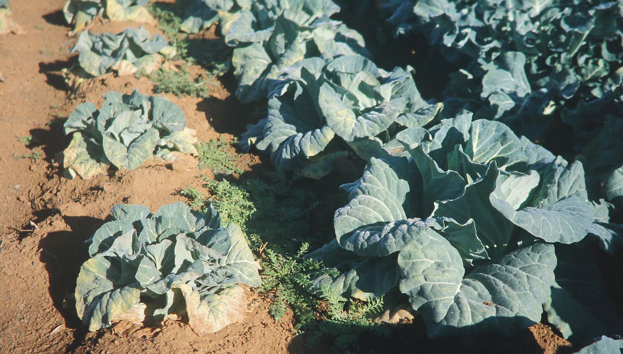K deficient cabbage 2017 05 10 6928