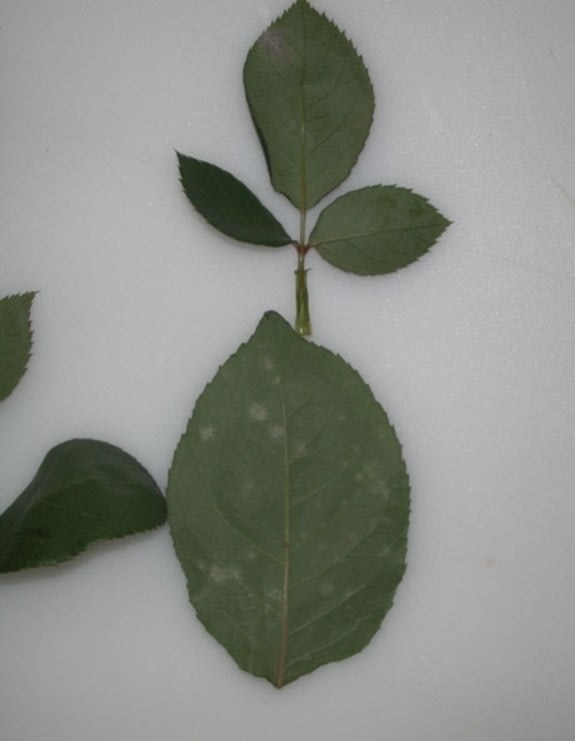 Rose Powdery Mildew