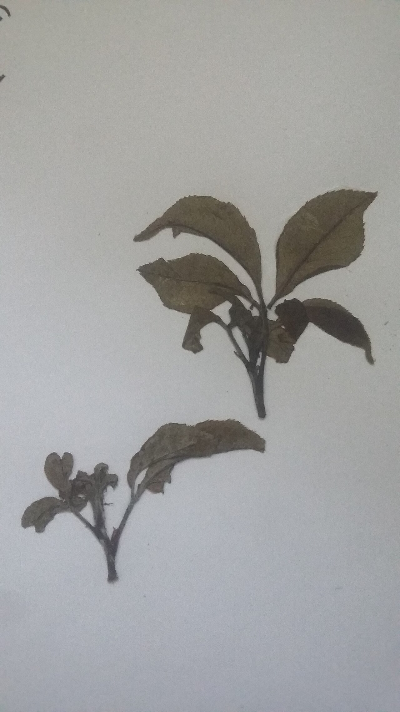 Powdery mildew in rose