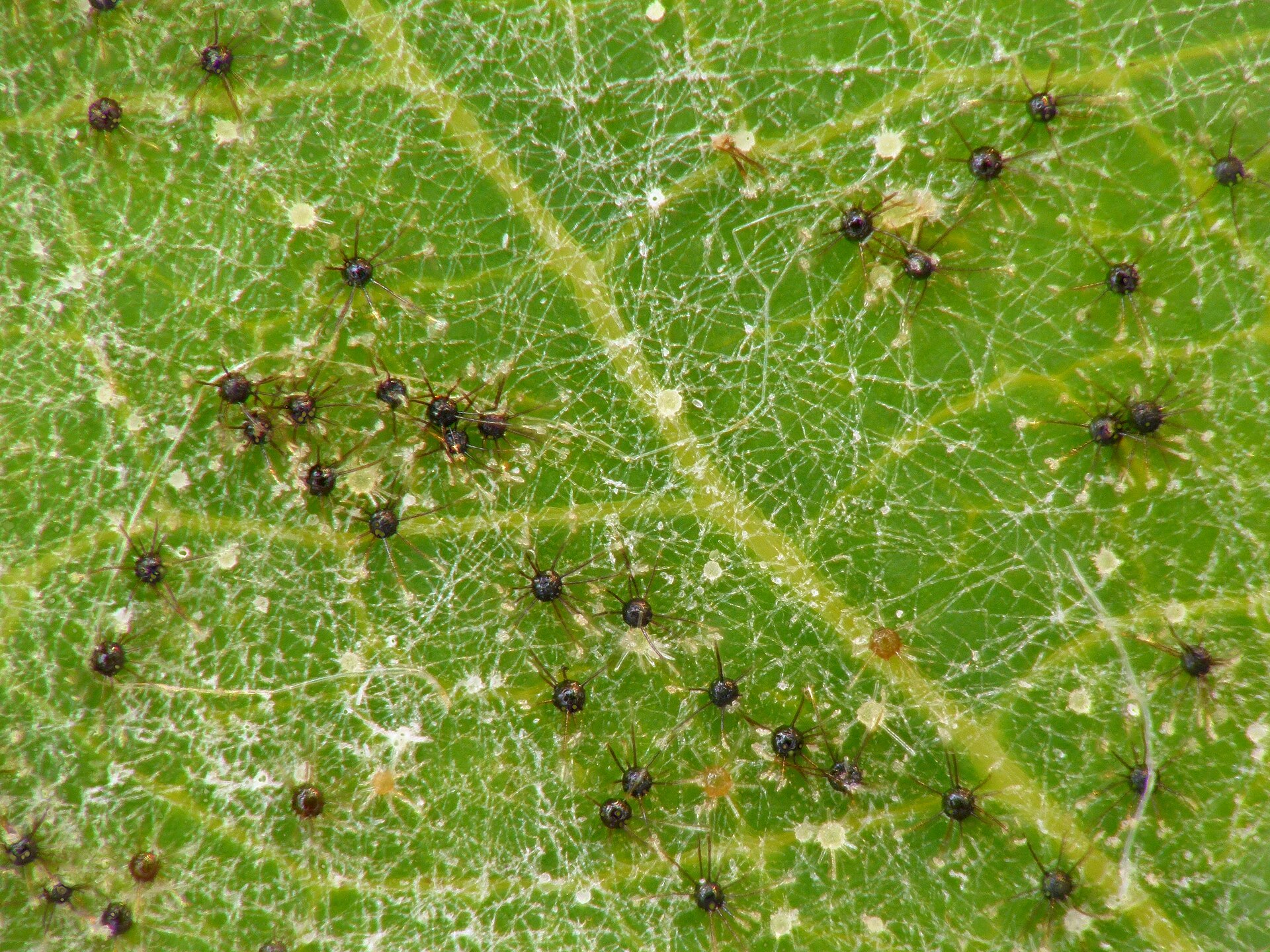 Uncinula tulasnei - powdery mildew - Echter Mehltau 07