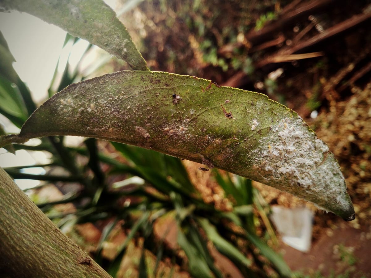 Powdery mildew and Fungal Disease