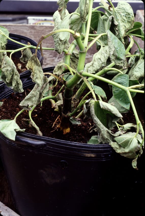 Awa Pythium Root Rot -- wilt on young plant