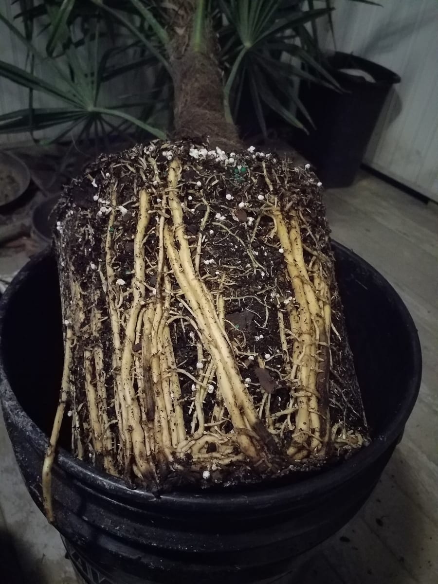 Root bound palm tree