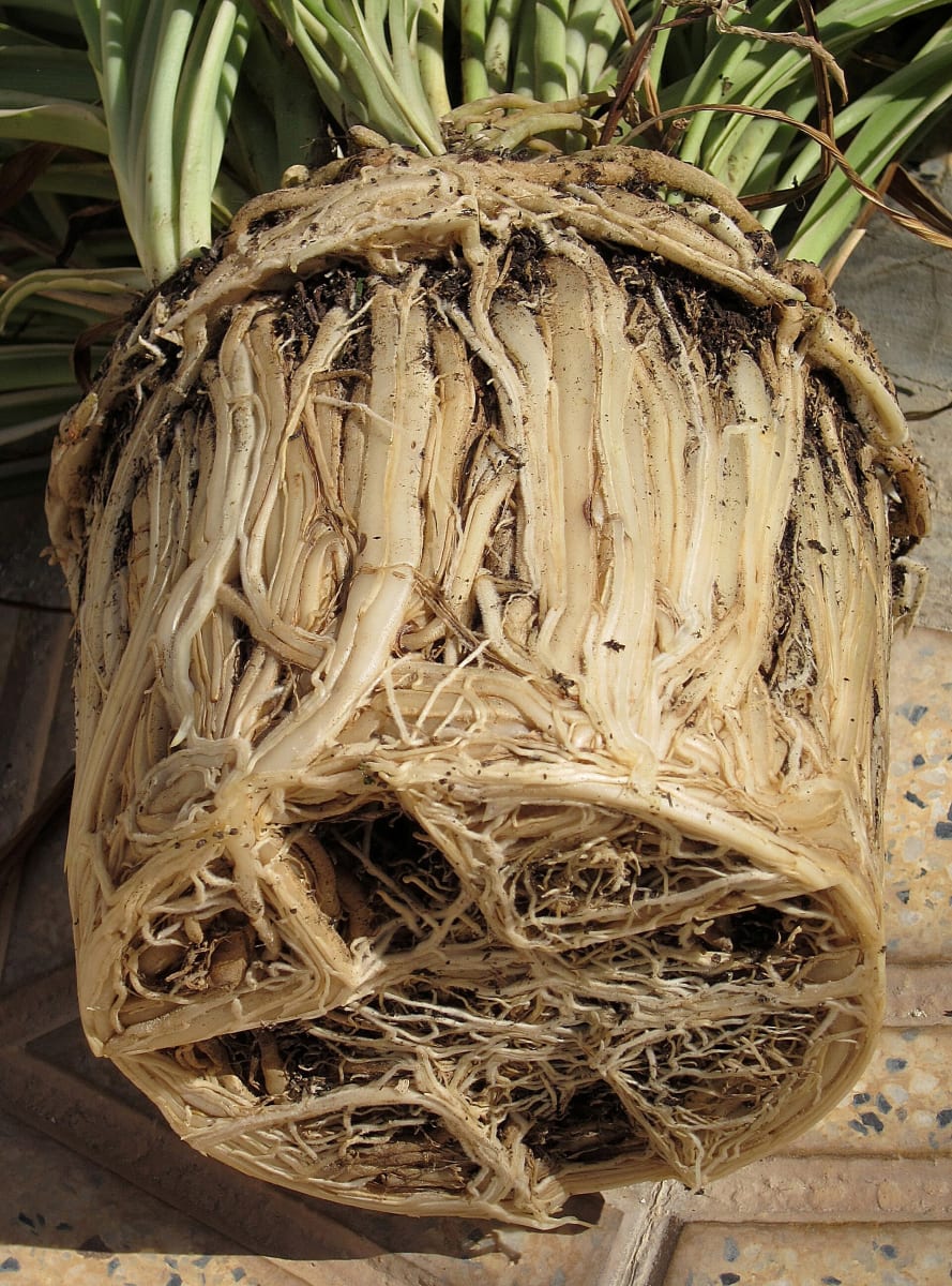 Root-bound Chlorophytum comosum