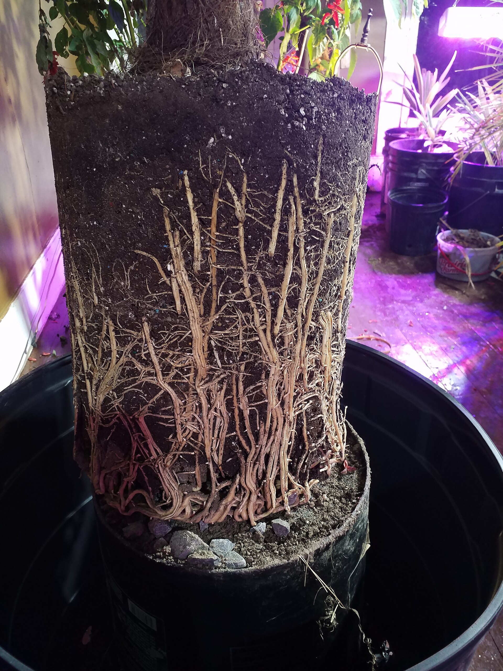 Root bound palm tree 2