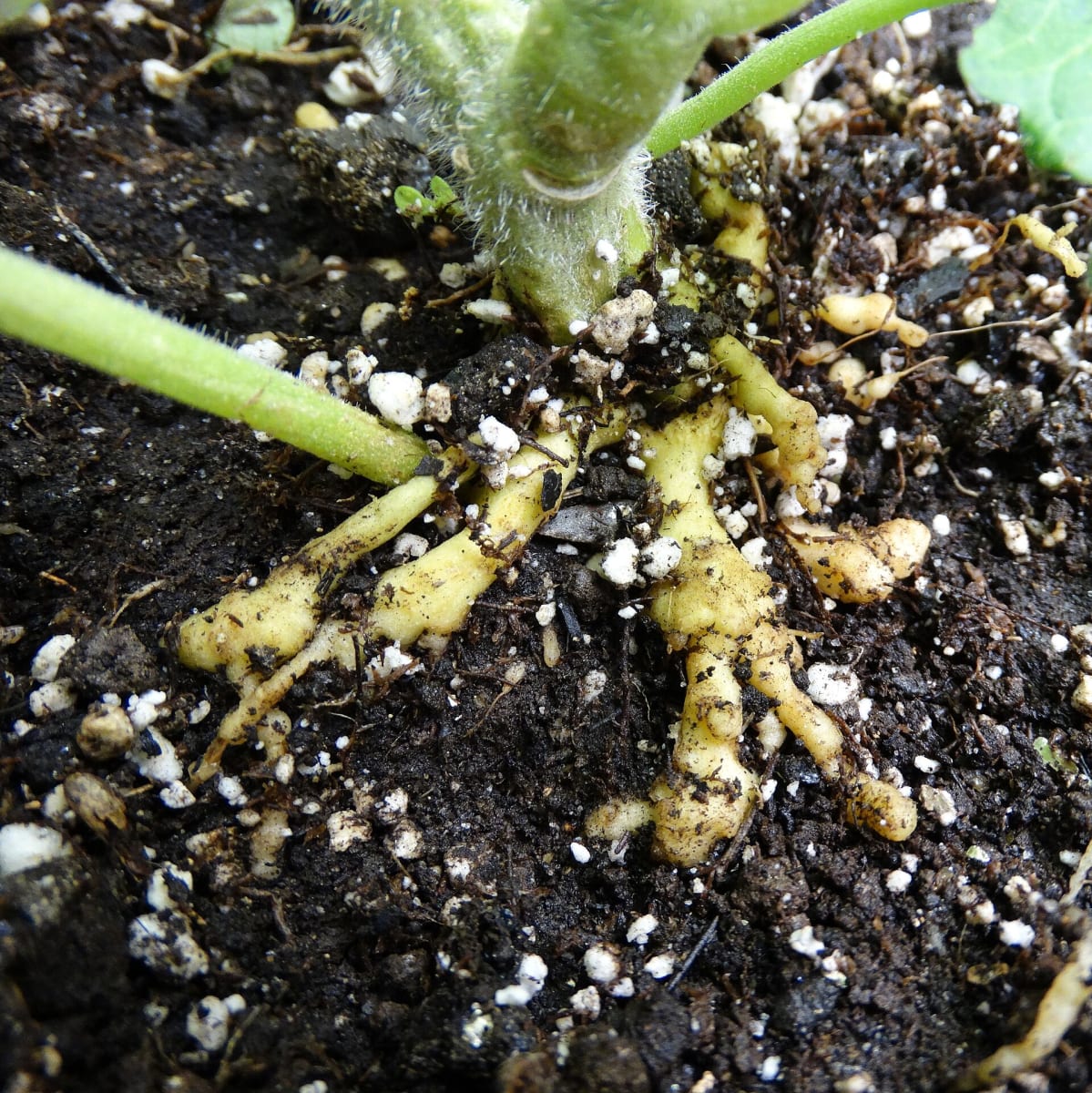 Tomato (Solanum lycopersicum)- Galling from root-knot nematodes