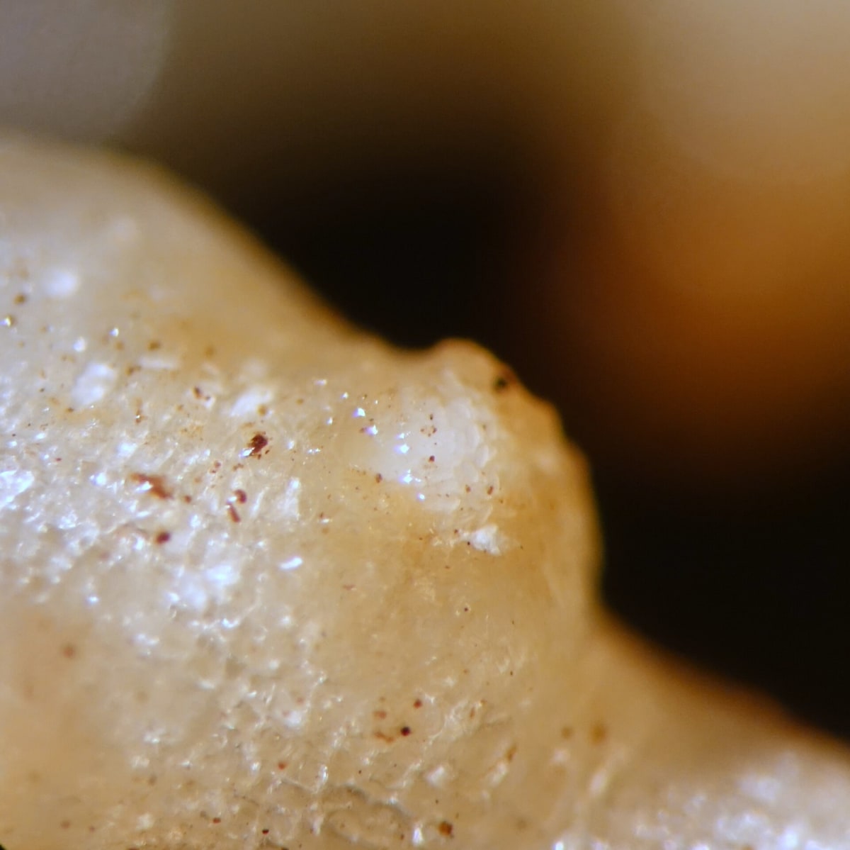 Tomato (Solanum lycopersicon)- Root knot nematodes (galls with egg masses)