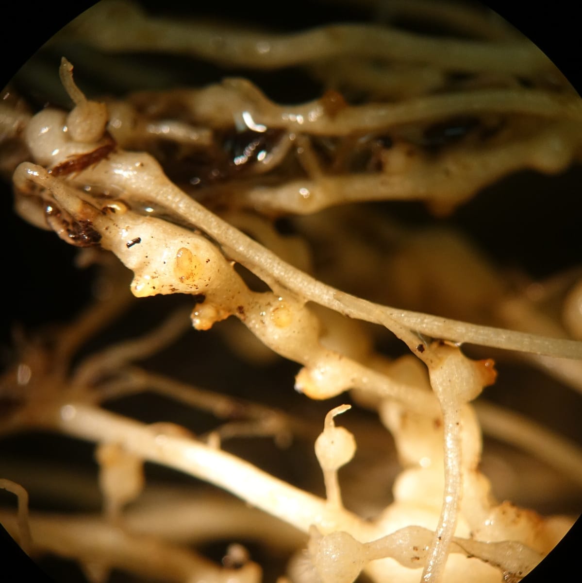 Tomato (Solanum lycopersicon)- Root knot nematodes (galls with egg masses)