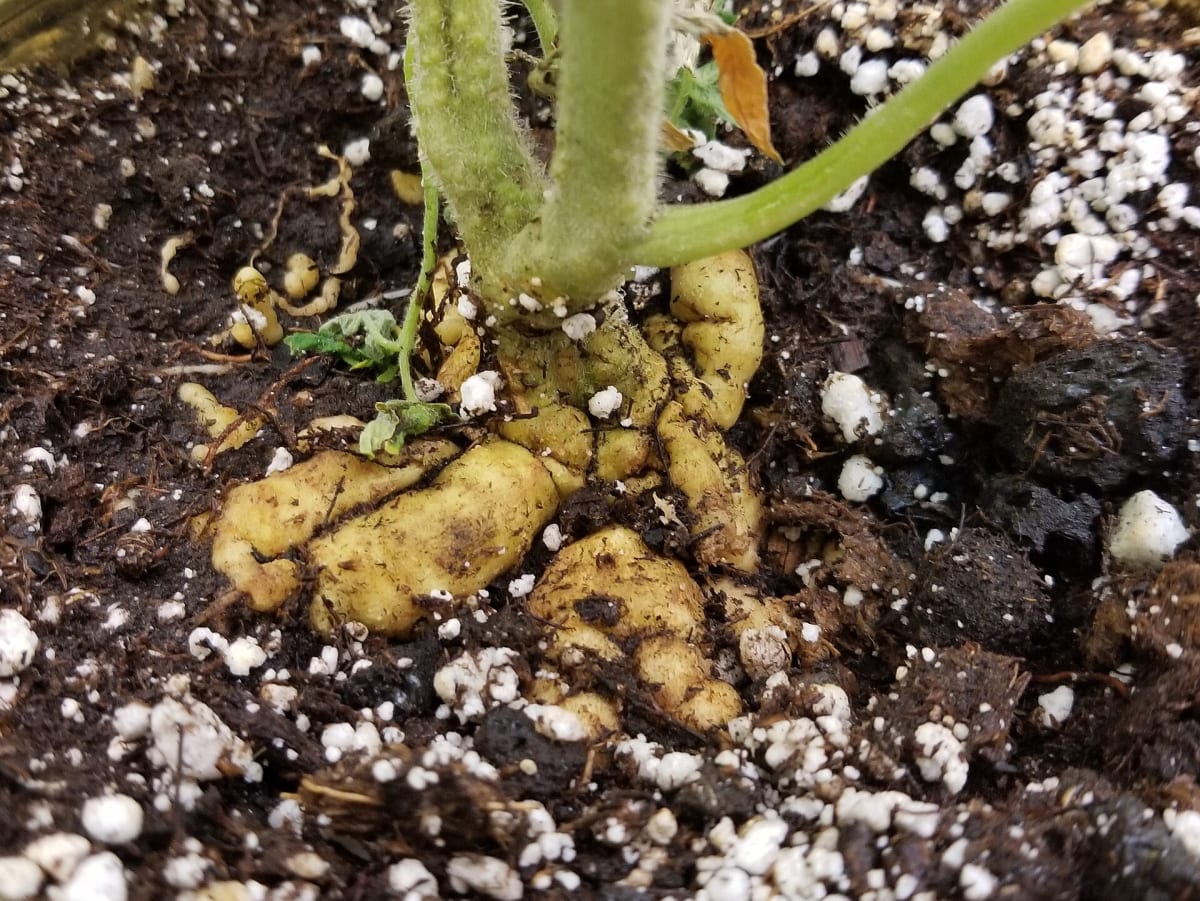Tomato (Solanum lycopersicum)- Root knot nematodes