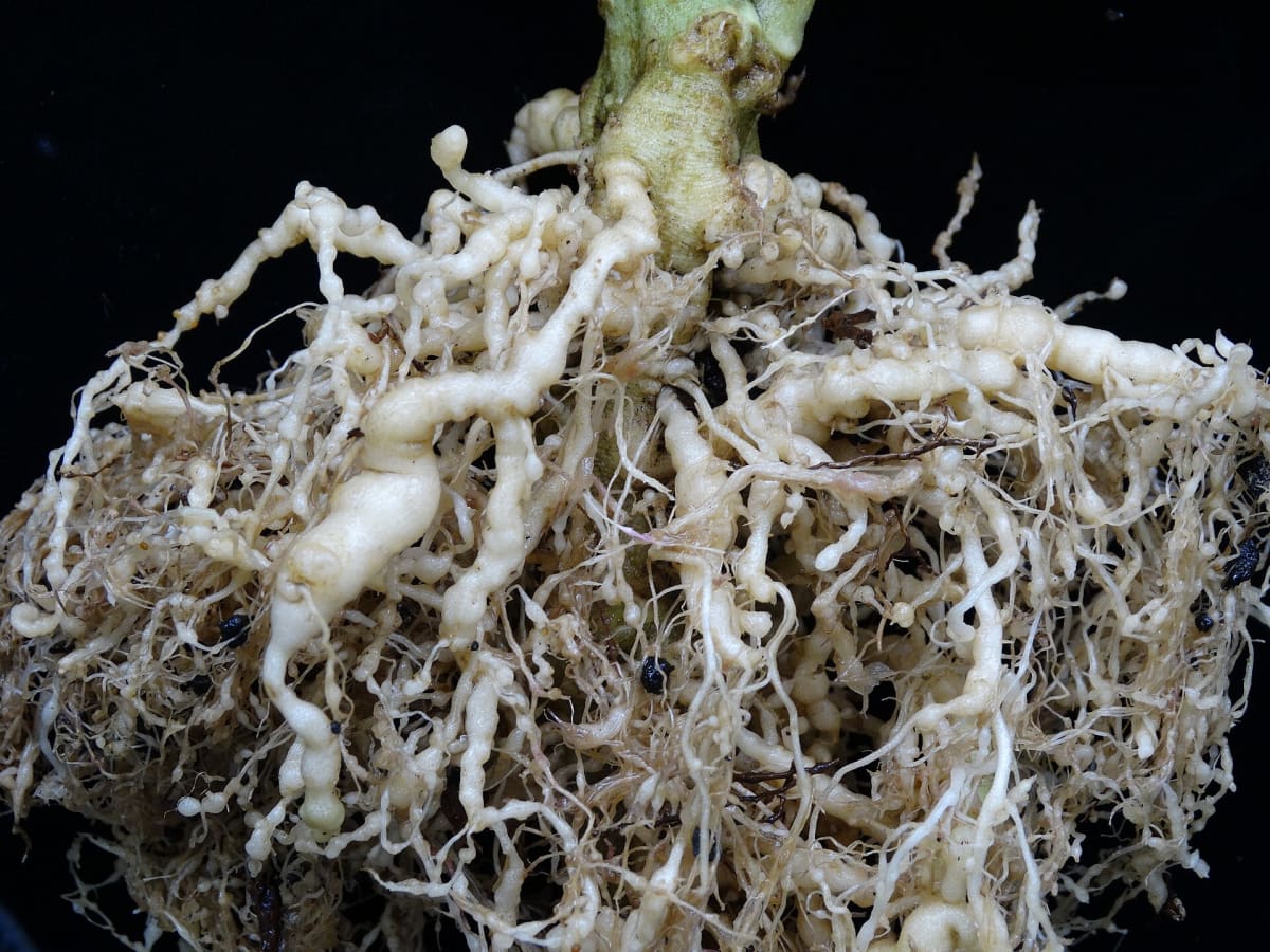 Tomato (Solanum lycopersicum)- Root-knot nematodes