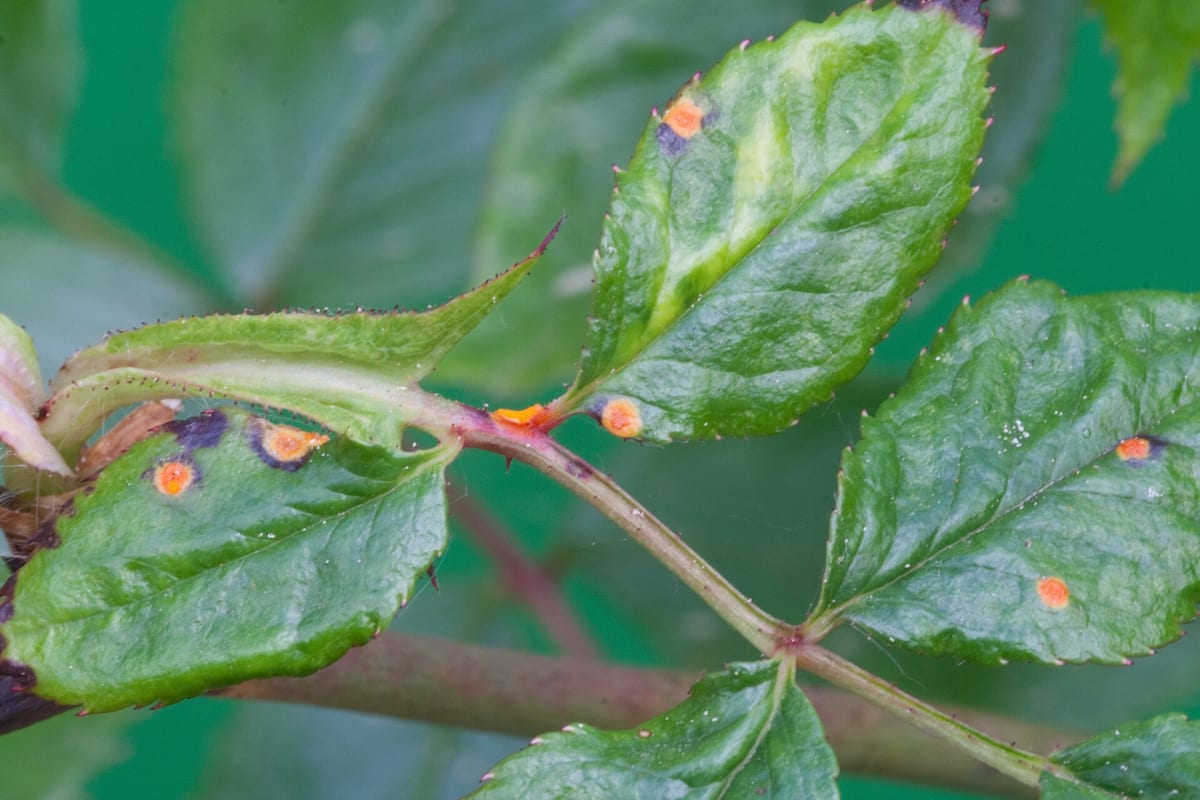 Rose-Rust-1
