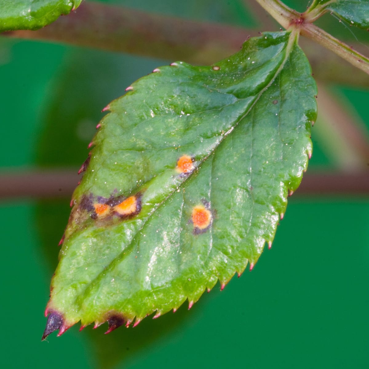 Rose-Rust-2