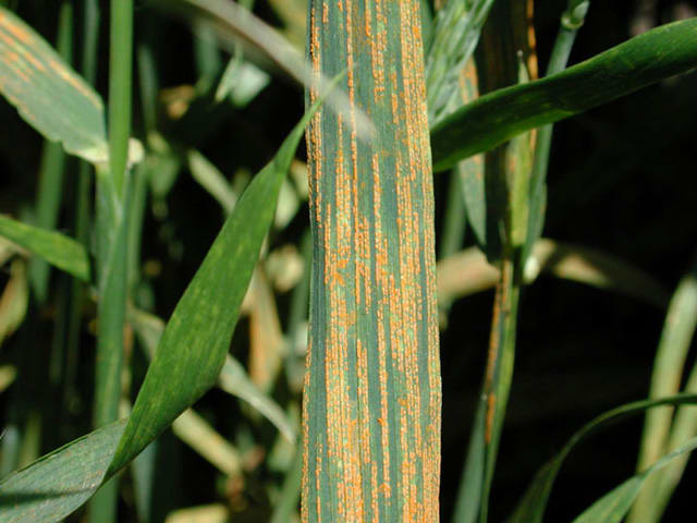 Stripe rust on wheat
