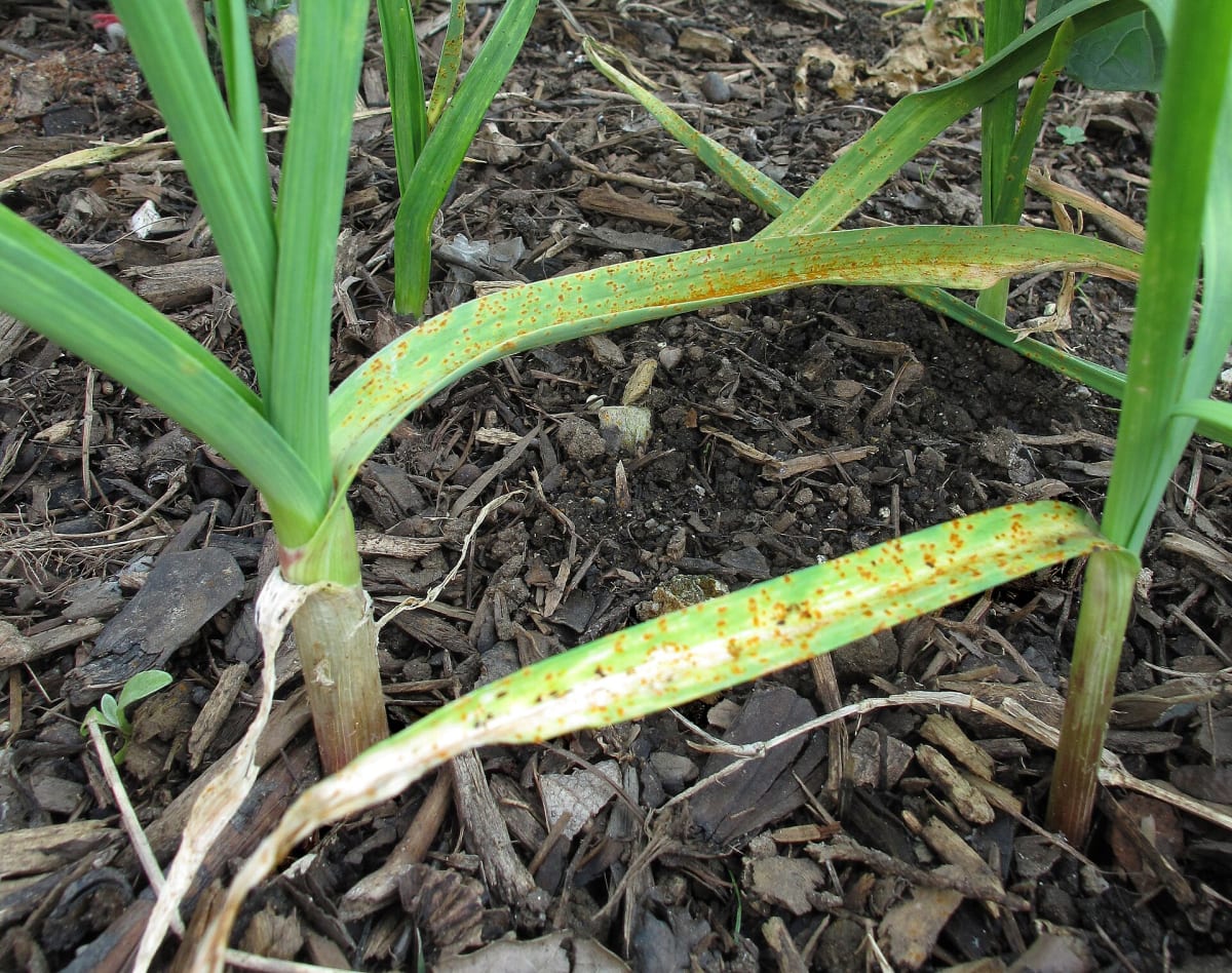 Rust on garlic plants