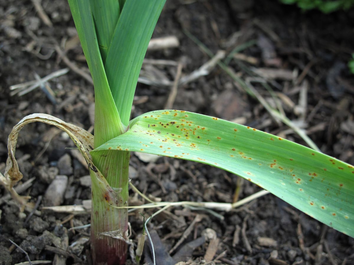 Rust on garlic plant