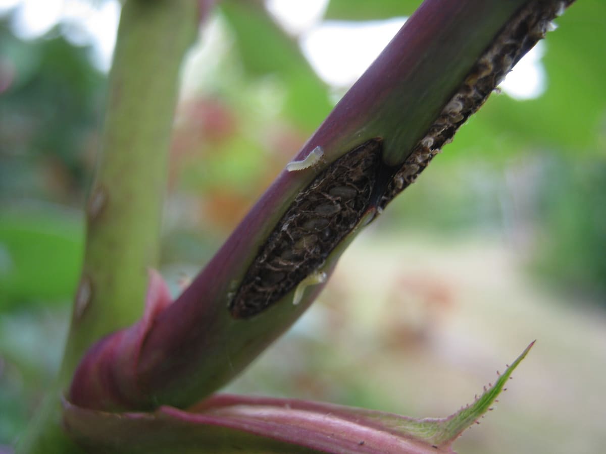 Recently hatched sawfly larvae