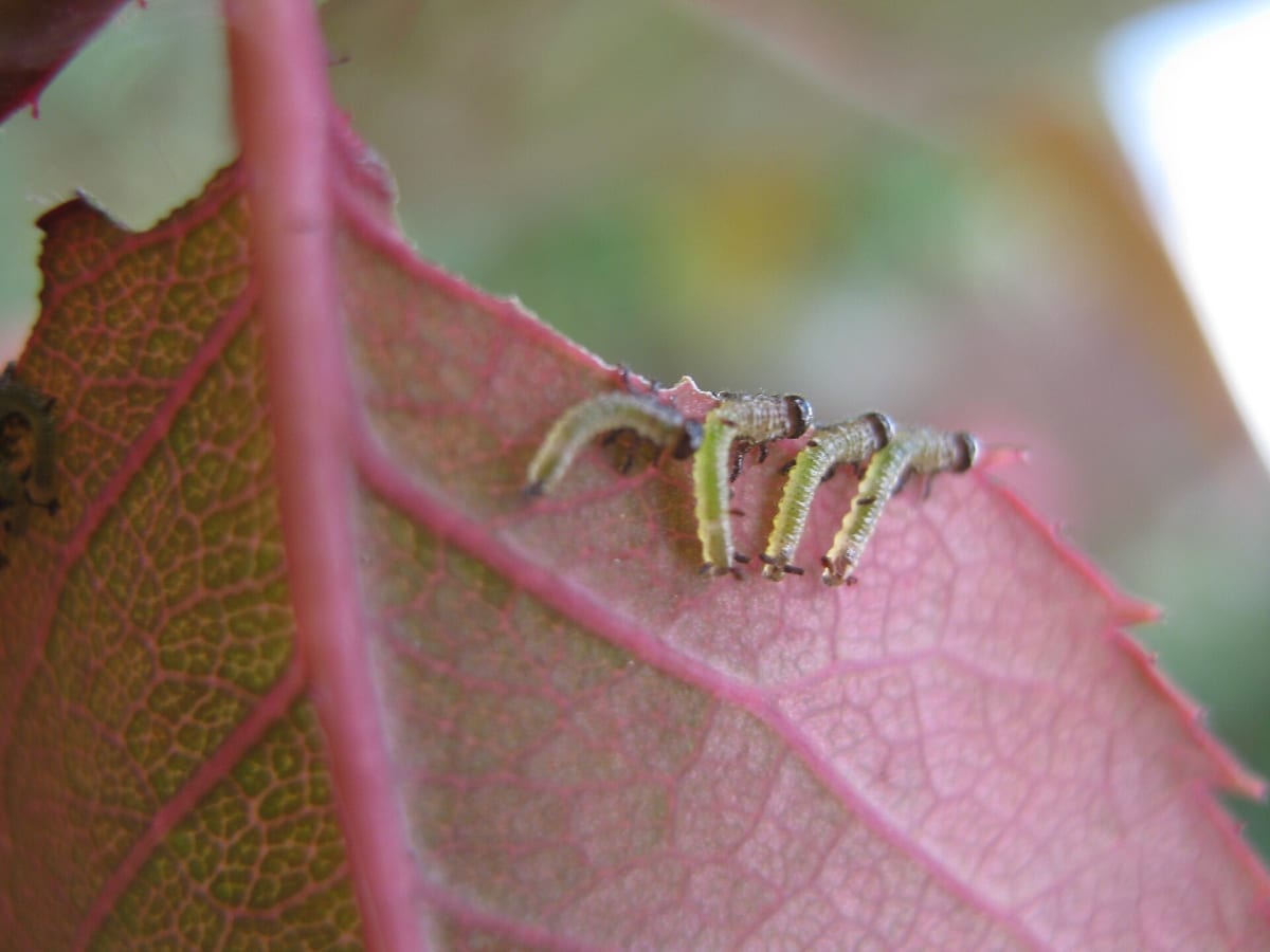 Large Rose Sawfly larvae