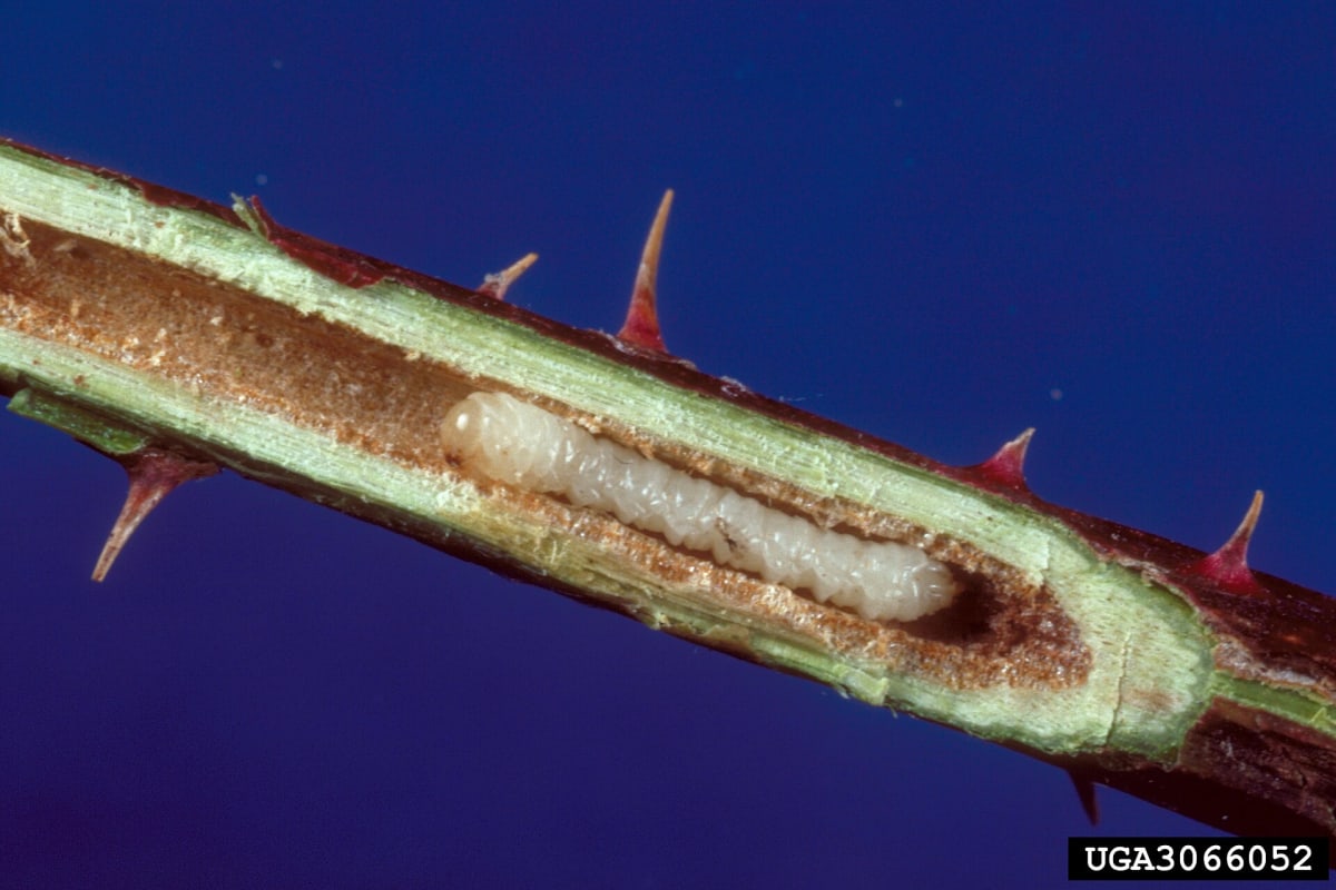 Hartigia trimaculata larvae in rose stem (rose stem sawfly)