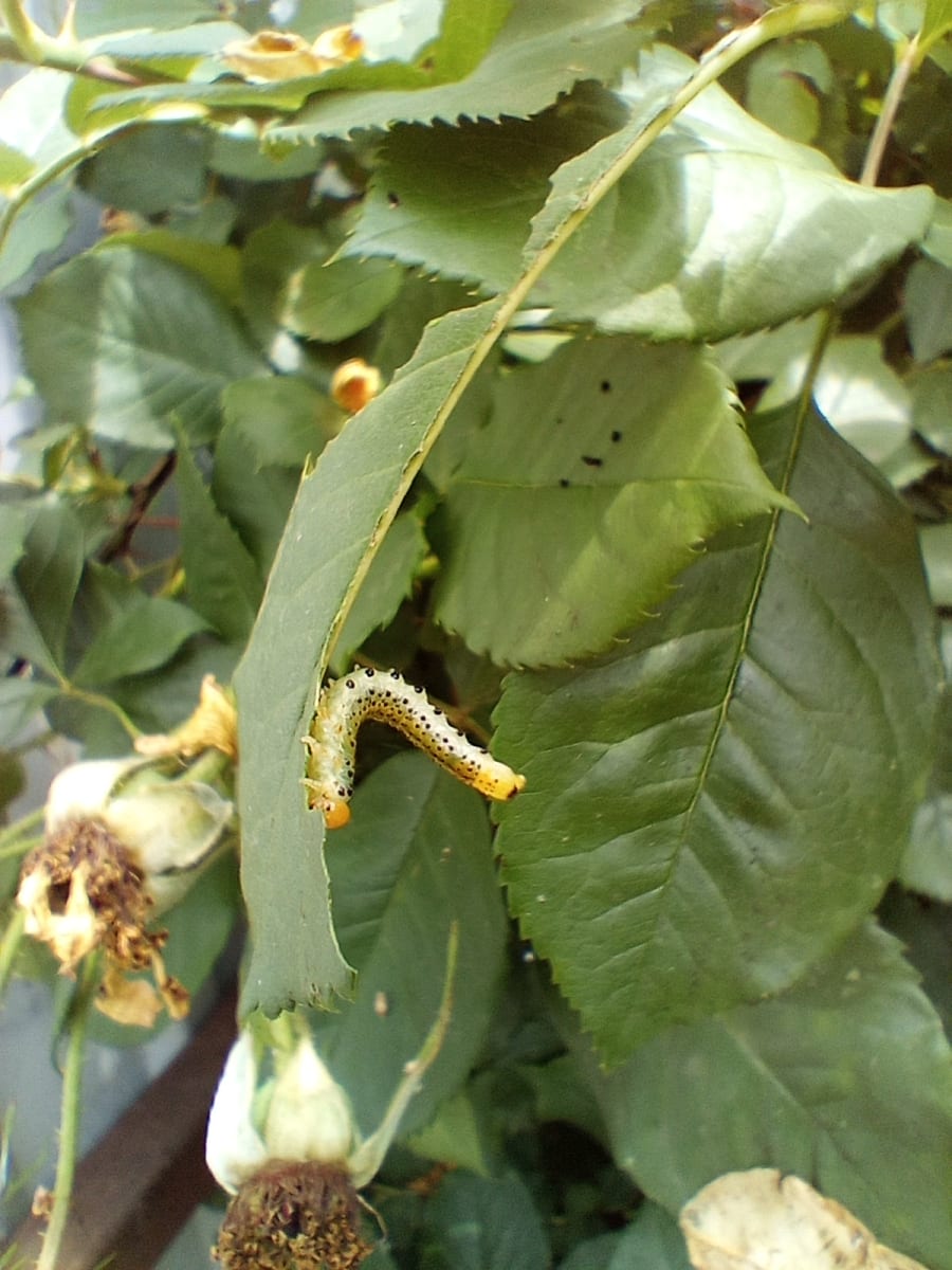 Arge ochropus larvae on a rose leaf in Dnipro by baby-bear.org 07.07.2026