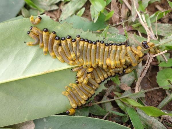 Sawfly larvae Vietnam