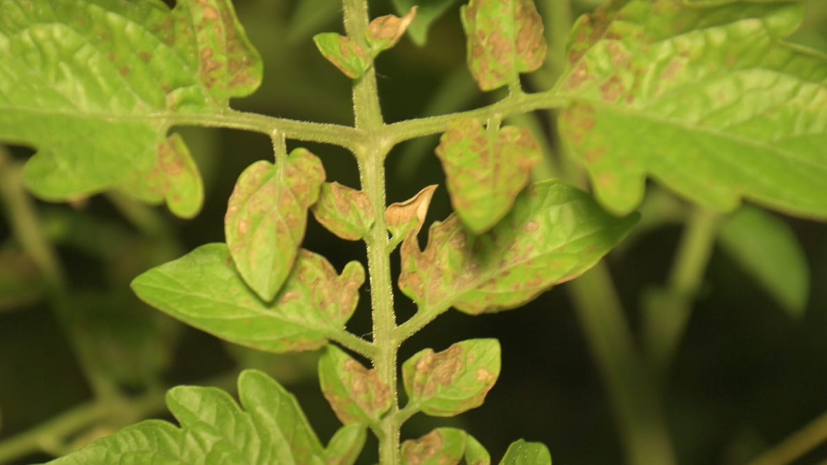 Tomato septoria leaf spot 3006
