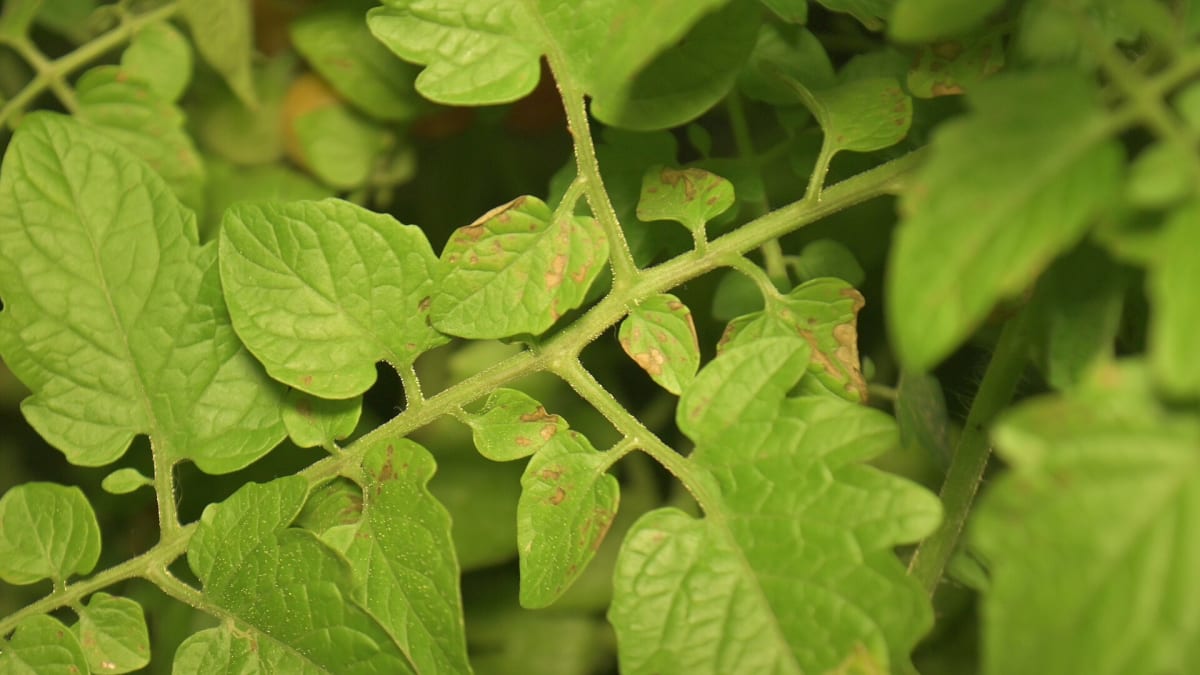 Tomato septoria leaf spot 3025