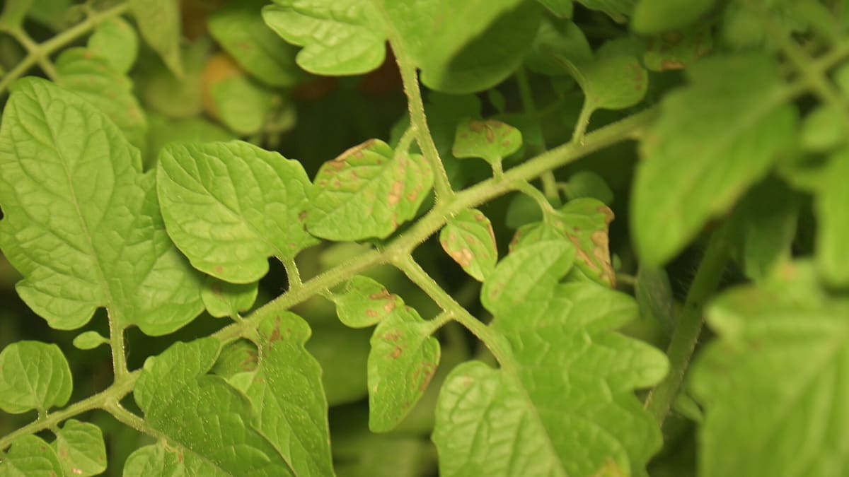 Tomato septoria leaf spot 3026