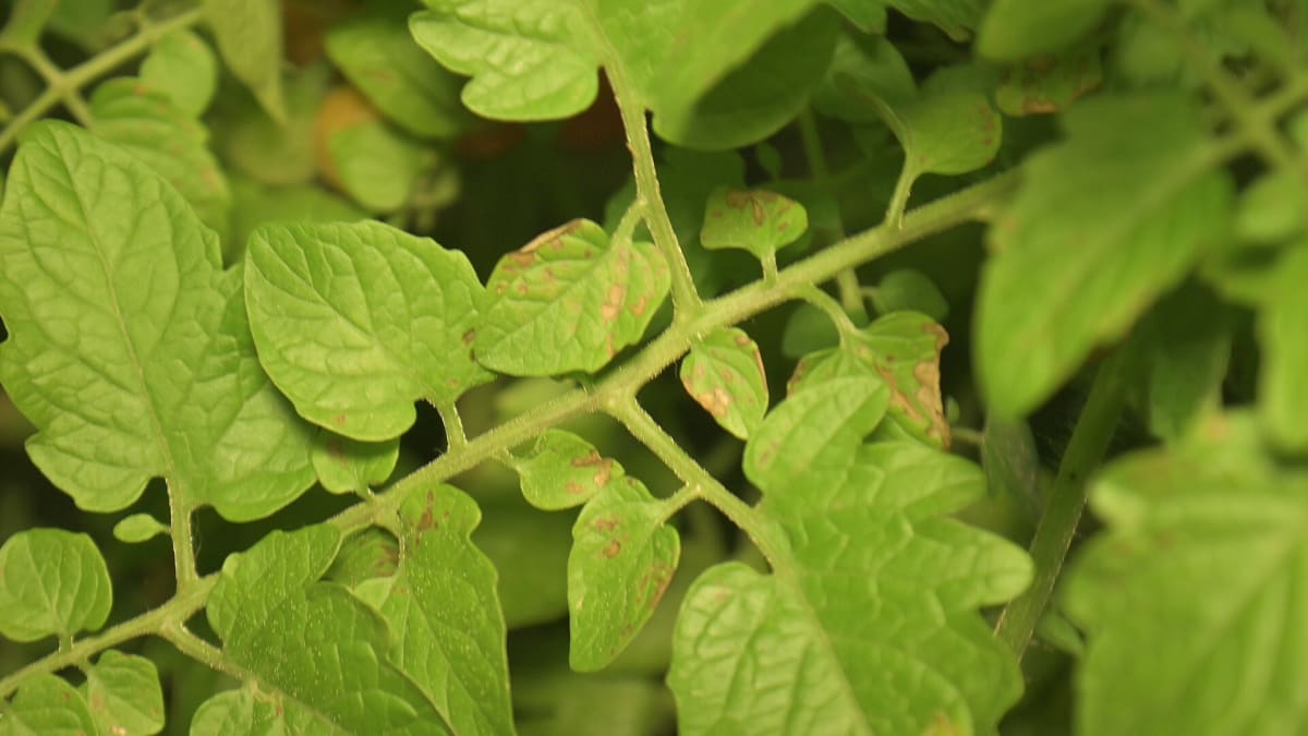 Tomato septoria leaf spot 3027