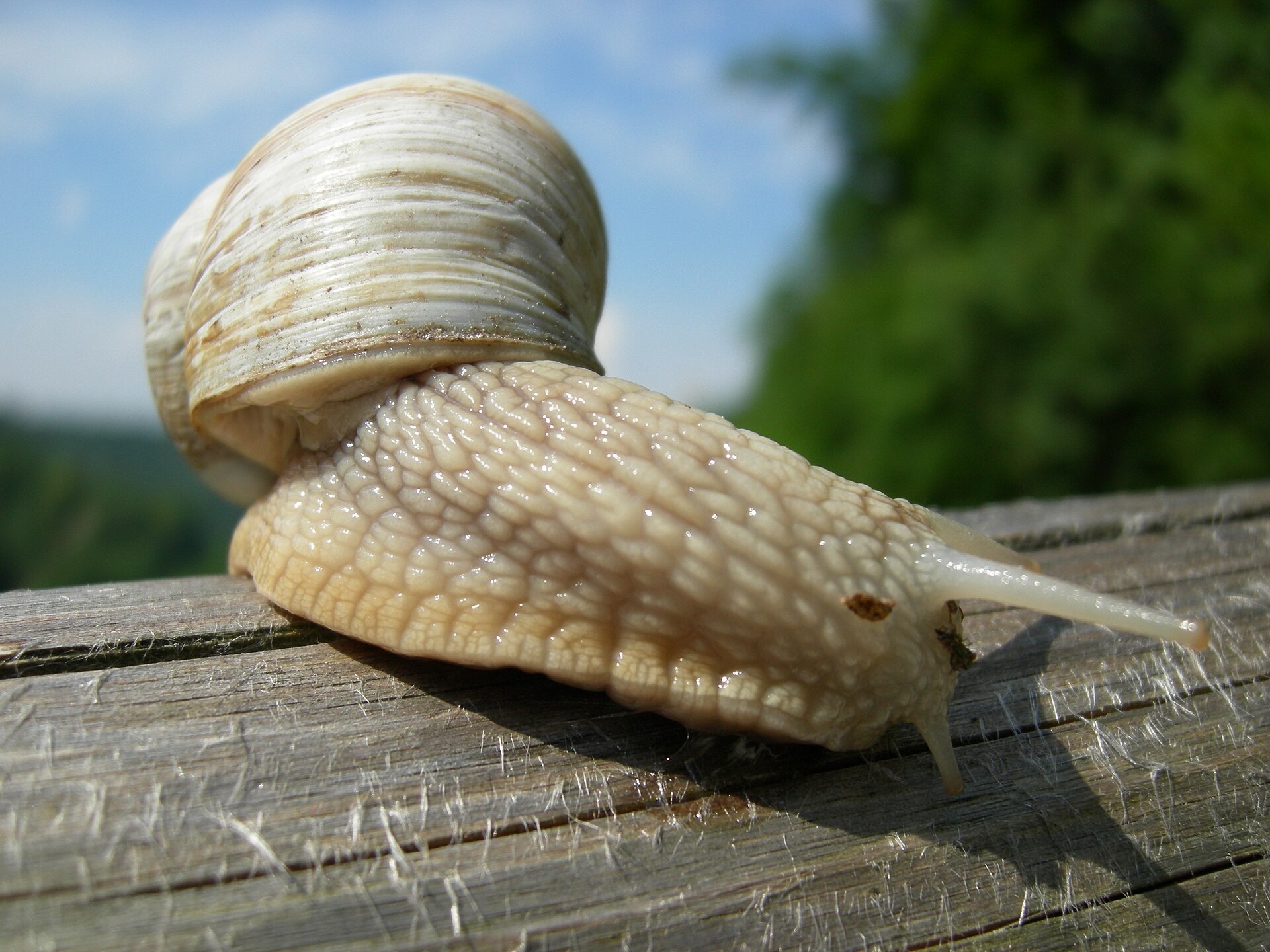 Helix pomatia june01