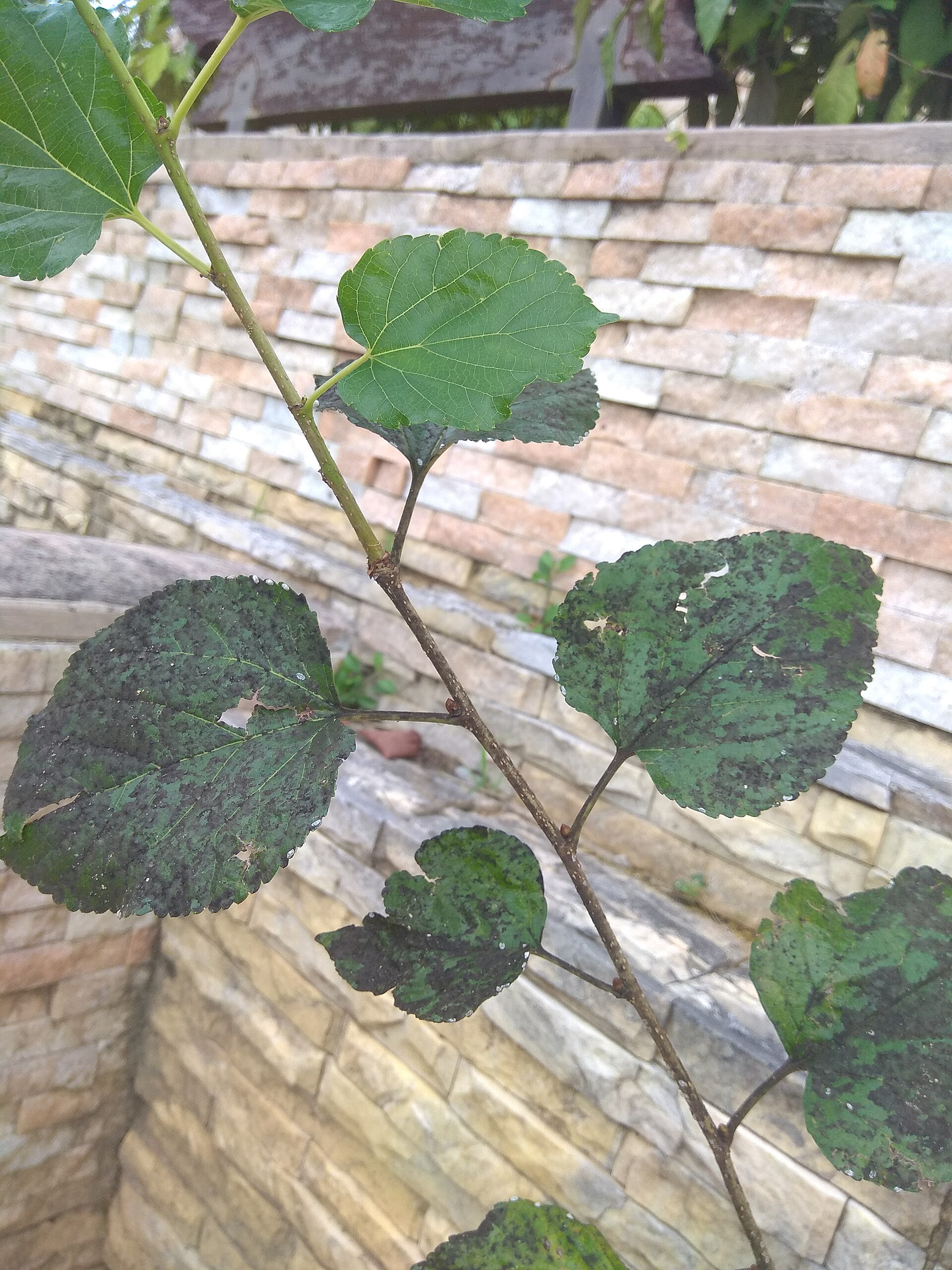 Sooty mould on leaves of Morus nigra