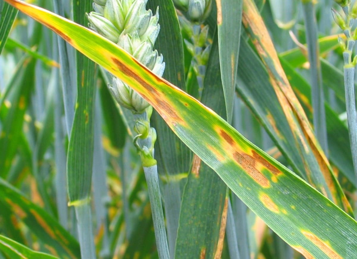 Septoria-tritici