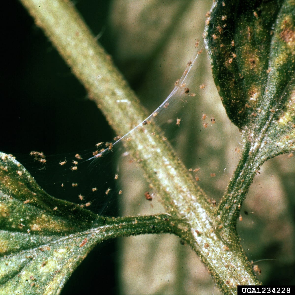 Solanum lycopersicum - spider mite -Clemson University - USDA