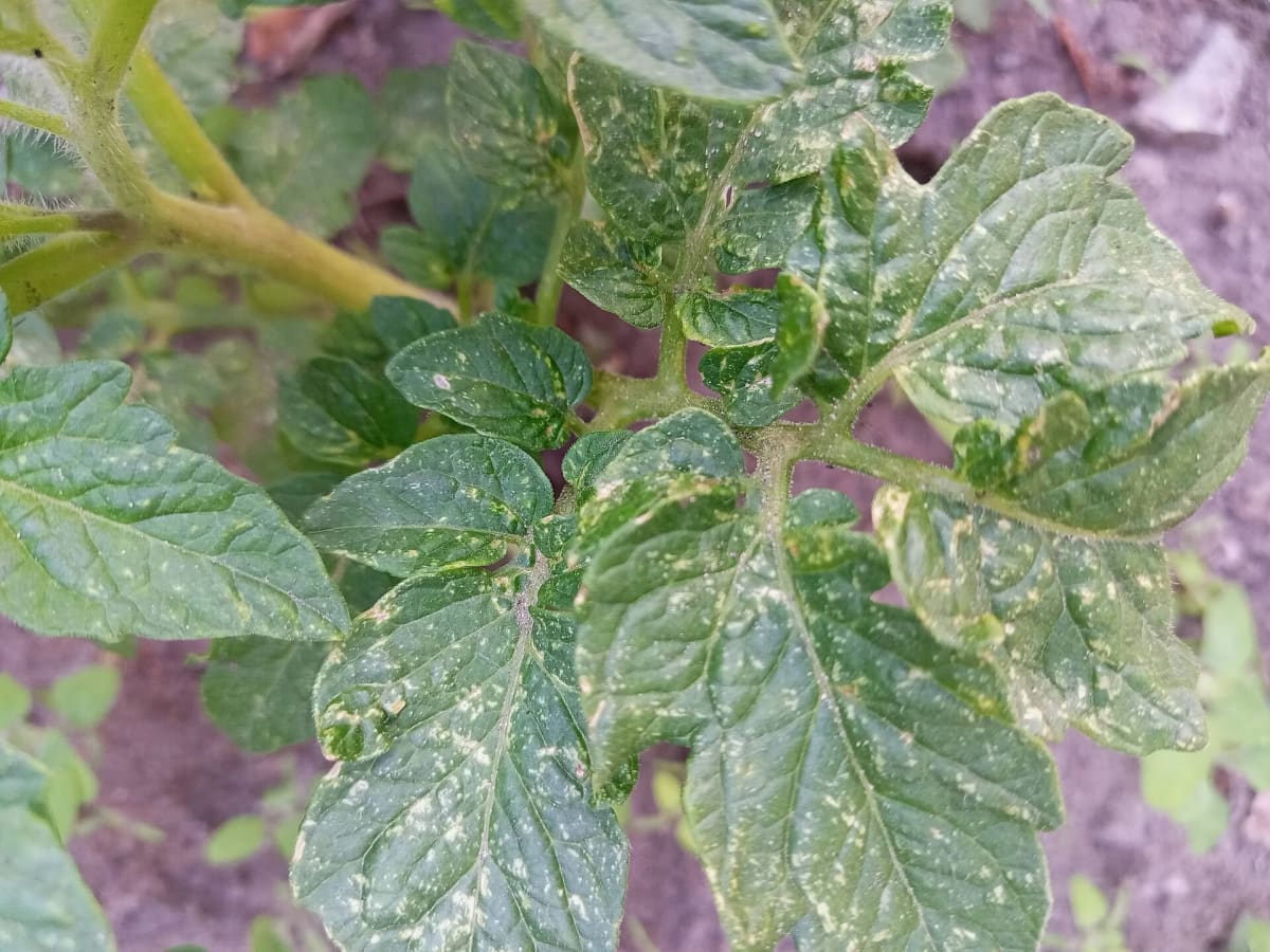 Solanum lycopersicum leaves with spider mite or thrips damage in Dnipro by baby-bear.org