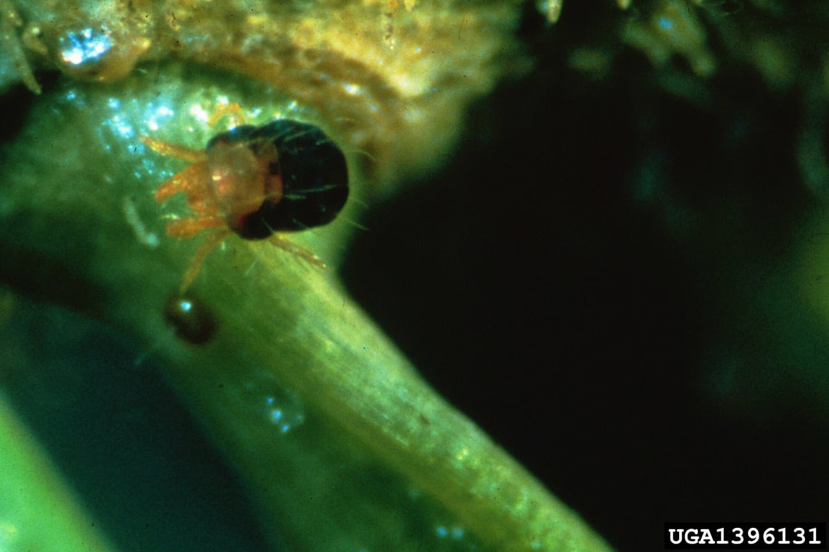 Spruce spider mite