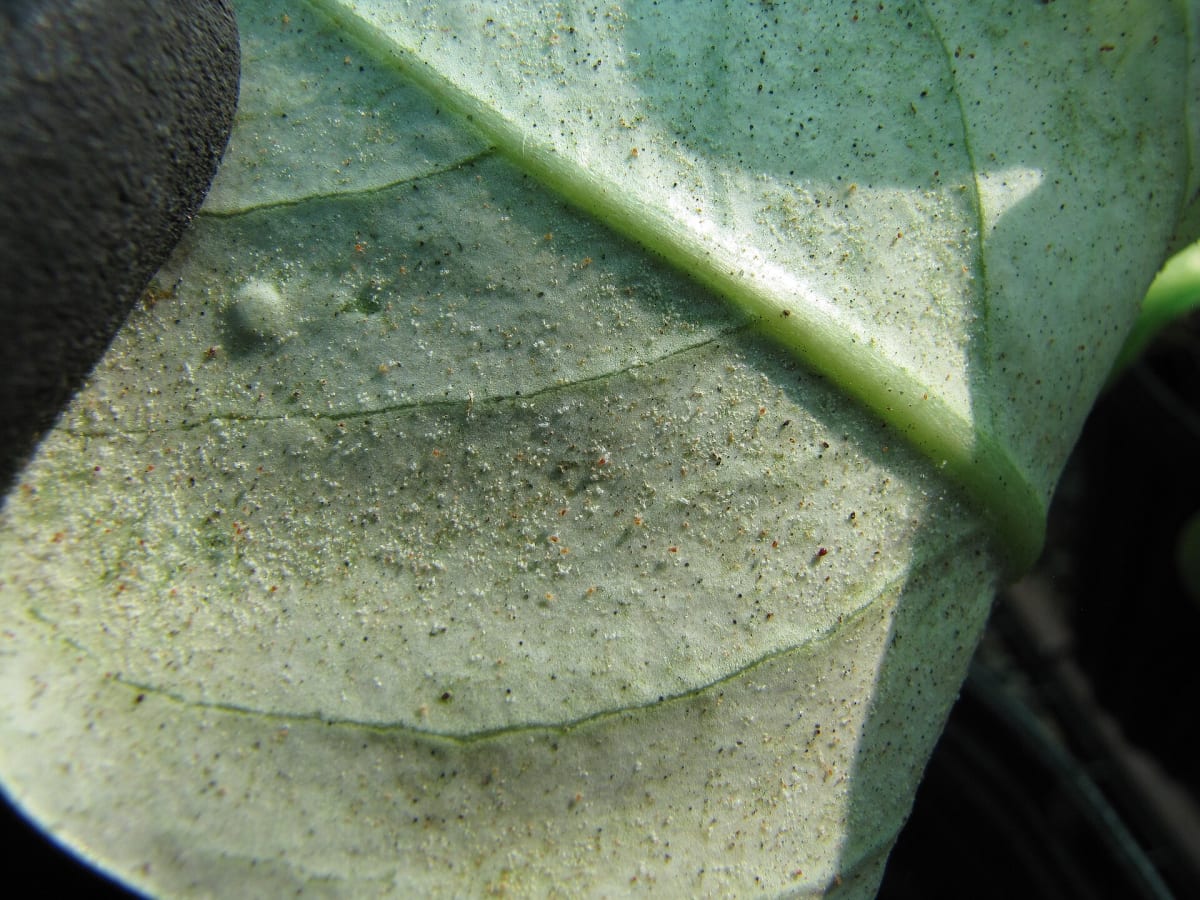 Starr-130319-3127-Brighamia insignis-leaves with spider mites-Greenhouse Kilauea Pt NWR-Kauai