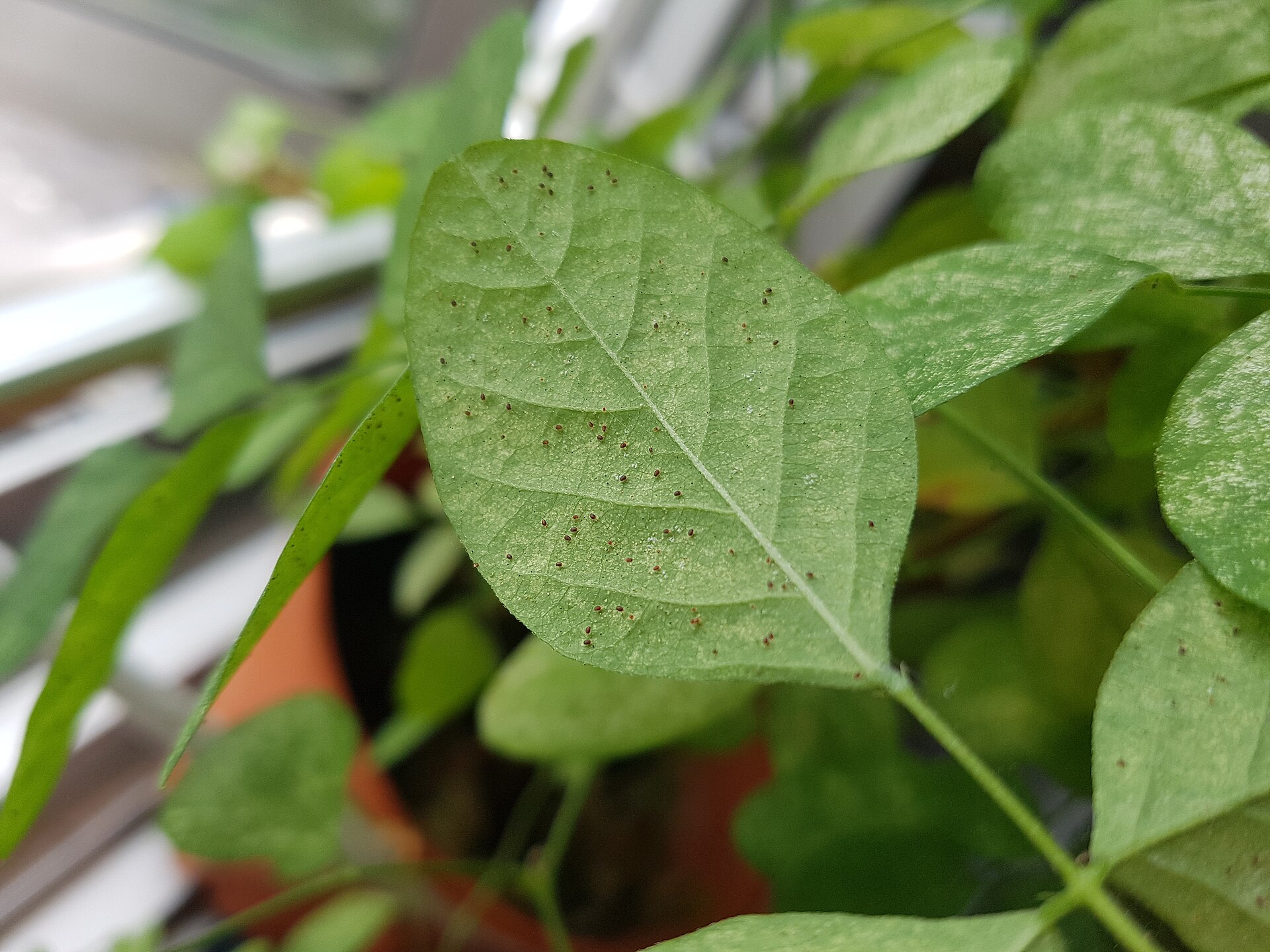Spider mites, photographed on the affected plant