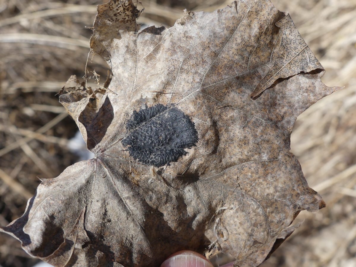 Rhytisma acerinum