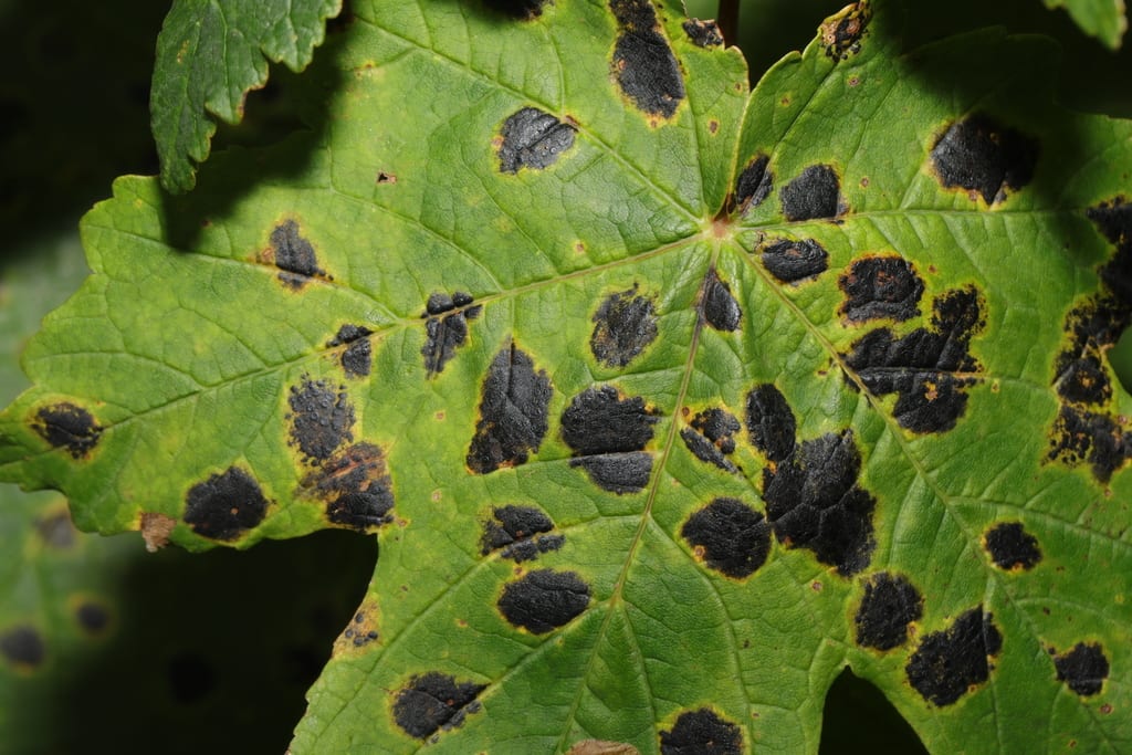 Tar spot of maple on an affected plant