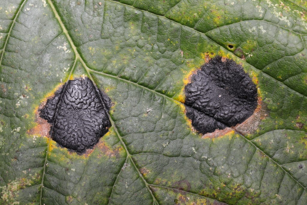 Tar spot of maple on an affected plant