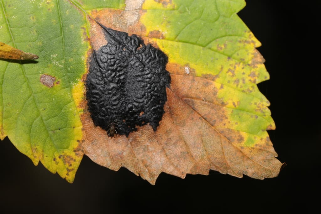Tar spot of maple on an affected plant
